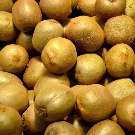 Kiwi Chinensis Hayward (Femelle)/Godet 4 Kiwi Chinensis Hayward (Femelle)/Godet â Image 4