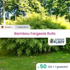 50 Bambou Fargesia Rufa En Pot De 1 Litre