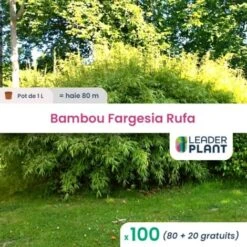 100 Bambou Fargesia Rufa En Pot De 1 Litre