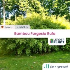 11 Bambou Fargesia Rufa En Pot De 1 Litre