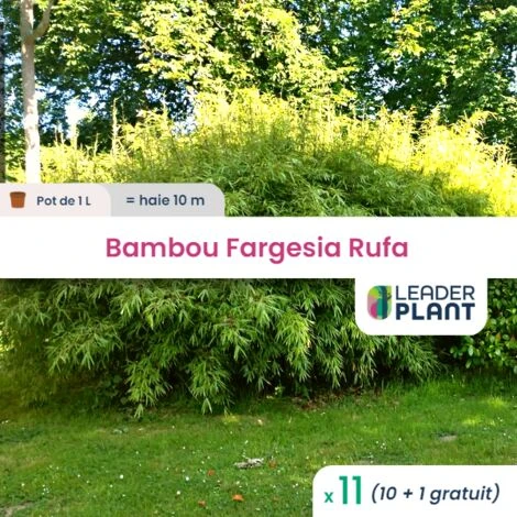 11 Bambou Fargesia Rufa En Pot De 1 Litre 1 11 Bambou Fargesia Rufa En Pot De 1 Litre