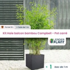 Kit Bambou Fargesia Campbell En Pot De 10L Avec Bac Carré Et Les Accessoires De Plantation