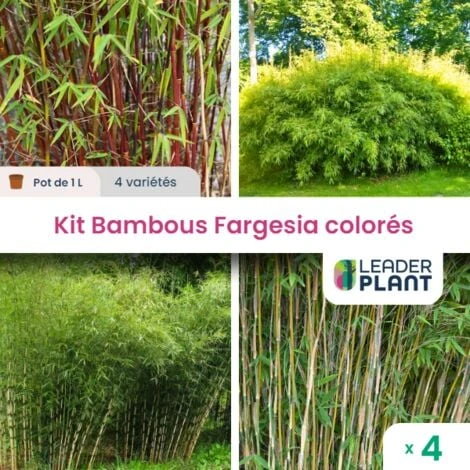 Kit 4 Fargesia Coloré : 4 Variétés Différentes 1 Kit 4 Fargesia Coloré : 4 Variétés Différentes