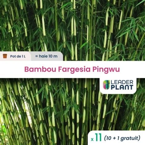 11 Bambou Fargesia Pingwu En Pot De 1 Litre 1 11 Bambou Fargesia Pingwu En Pot De 1 Litre