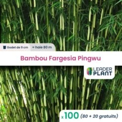 100 Bambou Fargesia Pingwu En Godet