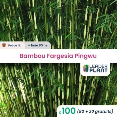 100 Bambou Fargesia Pingwu En Pot De 1 Litre 1 100 Bambou Fargesia Pingwu En Pot De 1 Litre