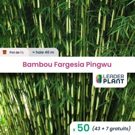 50 Bambou Fargesia Pingwu En Pot De 1 Litre 1 50 Bambou Fargesia Pingwu En Pot De 1 Litre
