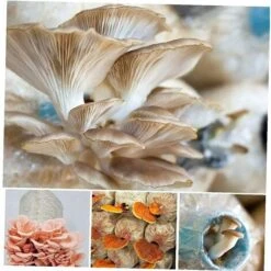 Sacs De Poussée De Champignons Champignons Spawn Crown Sacs Sacs Scellables Spawn/Sacs Sacs De Culture 15X35cm Fontainebleau Pack De 50 -Bostikhost Magasin 47207009 3