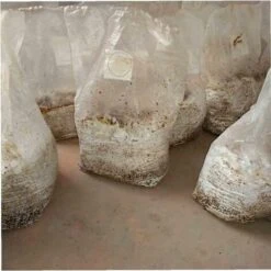 Sacs De Poussée De Champignons Champignons Spawn Crown Sacs Sacs Scellables Spawn/Sacs Sacs De Culture 15X35cm Fontainebleau Pack De 50 -Bostikhost Magasin 47207009 5