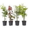 Acer Palmatum - Set De 4 - Erable Du Japon - Pot 10,5cm - Hauteur 25-40cm