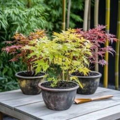 Acer Palmatum - Set De 4 - Erable Du Japon - Pot 10,5cm - Hauteur 25-40cm -Bostikhost Magasin 47309134 4