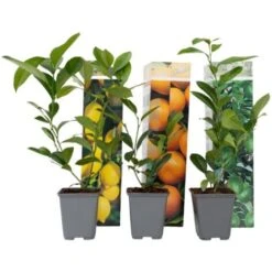 Citrus Mix - Set De 3 - Agrumes - Pot 9cm - Hauteur 25-40cm
