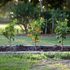 Citrus Mix - Set De 3 - Agrumes - Pot 9cm - Hauteur 25-40cm -Bostikhost Magasin 47309157 3