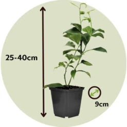 Citrus Mix - Set De 3 - Agrumes - Pot 9cm - Hauteur 25-40cm -Bostikhost Magasin 47309157 5