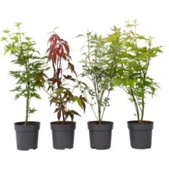 Acer Palmatum - Set De 8 - Erable Du Japon - Pot 10,5cm - Hauteur 25-40cm