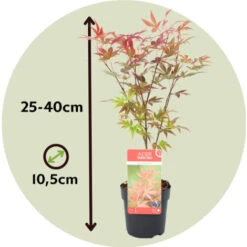 Acer Palmatum - Set De 8 - Erable Du Japon - Pot 10,5cm - Hauteur 25-40cm -Bostikhost Magasin 47309201 5