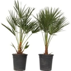 Chamaerops Humilis - Set De 2 - Palmier - Pot 21cm - Hauteur 70-80cm