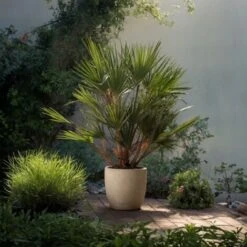 Chamaerops Humilis - Set De 2 - Palmier - Pot 21cm - Hauteur 70-80cm -Bostikhost Magasin 47309218 4
