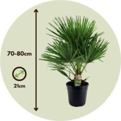 Chamaerops Humilis - Set De 2 - Palmier - Pot 21cm - Hauteur 70-80cm -Bostikhost Magasin 47309218 5