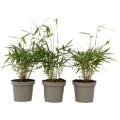 Fargesia Asian - Set De 3 - Bambou Non Cultivé - Pot 13cm - Hauteur 25-40cm