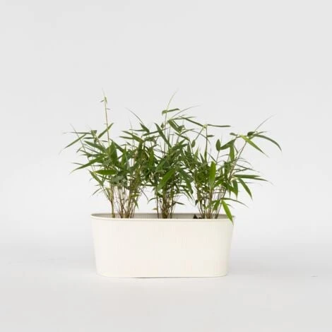 Fargesia Asian - Set De 3 - Bambou Non Cultivé - Pot 13cm - Hauteur 25-40cm 2 Fargesia Asian - Set De 3 - Bambou Non Cultivé - Pot 13cm - Hauteur 25-40cm – Image 2
