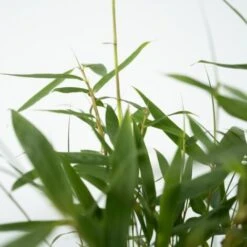 Fargesia Asian - Set De 3 - Bambou Non Cultivé - Pot 13cm - Hauteur 25-40cm 7 Fargesia Asian - Set De 3 - Bambou Non Cultivé - Pot 13cm - Hauteur 25-40cm -Bostikhost Magasin 47309223 3