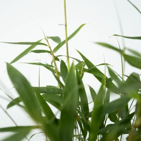 Fargesia Asian - Set De 3 - Bambou Non Cultivé - Pot 13cm - Hauteur 25-40cm 3 Fargesia Asian - Set De 3 - Bambou Non Cultivé - Pot 13cm - Hauteur 25-40cm – Image 3