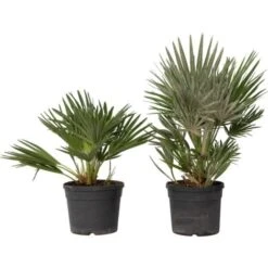 Chamaerops 'Vulcano' - Set De 2 - Palmier Nain - Pot 19cm - Hauteur 35-45cm