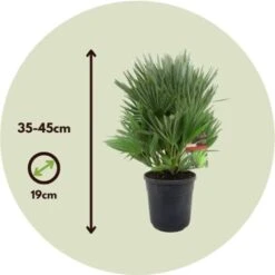 Chamaerops 'Vulcano' - Set De 2 - Palmier Nain - Pot 19cm - Hauteur 35-45cm -Bostikhost Magasin 47309241 5