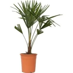 Trachycarpus Fortunei - Set De 2 - Palmier éventail - Pot 21cm - Hauteur 65-75cm