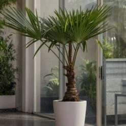 Trachycarpus Fortunei - Set De 2 - Palmier éventail - Pot 21cm - Hauteur 65-75cm -Bostikhost Magasin 47309264 4