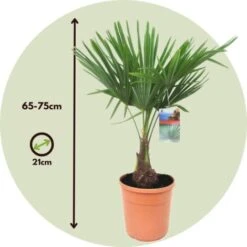 Trachycarpus Fortunei - Set De 2 - Palmier éventail - Pot 21cm - Hauteur 65-75cm -Bostikhost Magasin 47309264 5