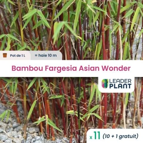 11 Bambou Fargesia Asian Wonder Pot 1 Litre 1 11 Bambou Fargesia Asian Wonder Pot 1 Litre