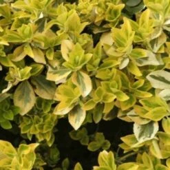 Fusain Emerald 'Gold' (Euonymus Fortunei 'Gold') - Godet - Taille 13/25cm