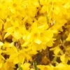Mimosa De Paris 'Spectabilis' (Forsythia X Intermedia 'Spectabilis') - Godet - Taille 10cm