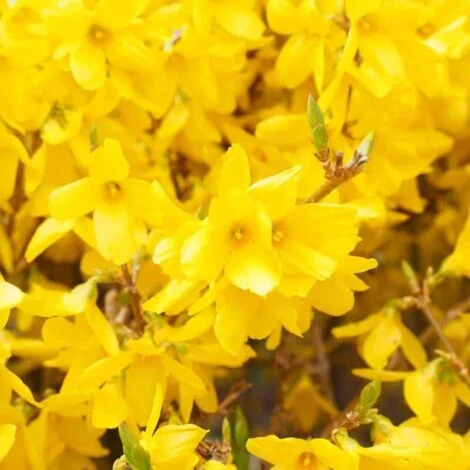 Mimosa De Paris 'Spectabilis' (Forsythia X Intermedia 'Spectabilis') - Godet - Taille 10cm 1 Mimosa De Paris 'Spectabilis' (Forsythia X Intermedia 'Spectabilis') - Godet - Taille 10cm