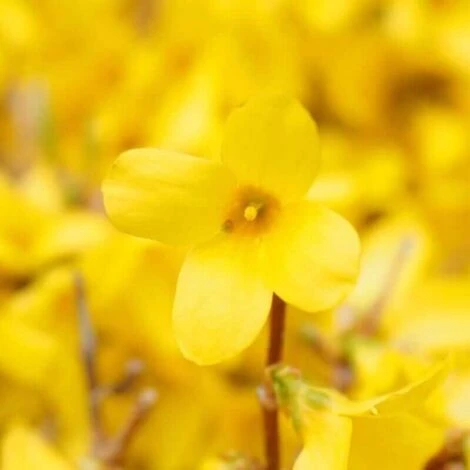 Mimosa De Paris 'Spectabilis' (Forsythia X Intermedia 'Spectabilis') - Godet - Taille 10cm 2 Mimosa De Paris 'Spectabilis' (Forsythia X Intermedia 'Spectabilis') - Godet - Taille 10cm – Image 2