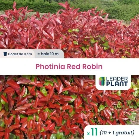 11 Photinia Red Robin En Godet 1 11 Photinia Red Robin En Godet