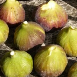 Figuier Carica Goutte D'or/Pot De 4L