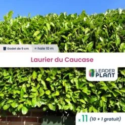 11 Laurier Du Caucase En Godet