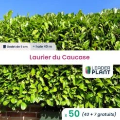 50 Laurier Du Caucase En Pot De 1 Litre