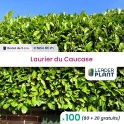 100 Laurier Du Caucase En Godet