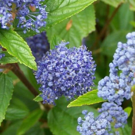 Céanothe 'Gloire De Versailles' (Ceanothus Delilianus 'Gloire De Versailles') - Godet - Taille 13/25cm 1 Céanothe 'Gloire De Versailles' (Ceanothus Delilianus 'Gloire De Versailles') - Godet - Taille 13/25cm