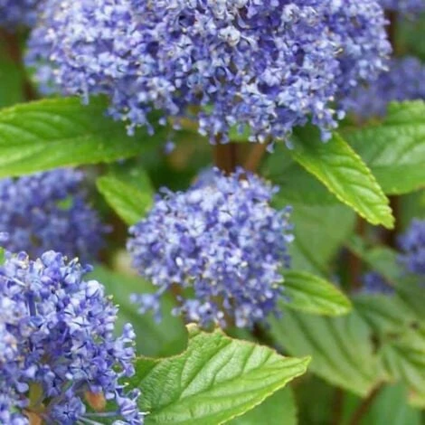 Céanothe 'Gloire De Versailles' (Ceanothus Delilianus 'Gloire De Versailles') - Godet - Taille 13/25cm 2 Céanothe 'Gloire De Versailles' (Ceanothus Delilianus 'Gloire De Versailles') - Godet - Taille 13/25cm – Image 2