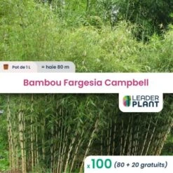 100 Bambou Fargesia Campbell En Pot De 1 Litres