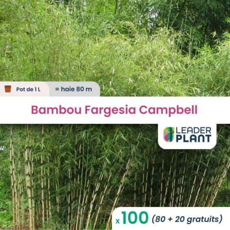 100 Bambou Fargesia Campbell En Pot De 1 Litres 1 100 Bambou Fargesia Campbell En Pot De 1 Litres