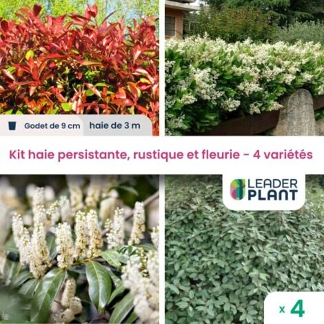 Kit Arbustes Persistant, Rustique Et Fleuri - 4 Variétés -4 Plantes En Godet 1 Kit Arbustes Persistant, Rustique Et Fleuri - 4 Variétés -4 Plantes En Godet