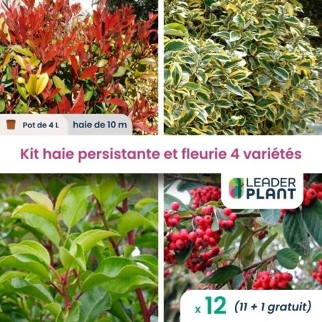 Kit Arbustes Persistant, Rustique Et Fleuri - 4 Variétés -12 Plantes En Pot De 4L 1 Kit Arbustes Persistant, Rustique Et Fleuri - 4 Variétés -12 Plantes En Pot De 4L