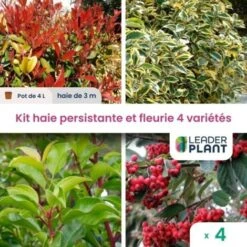 Kit Arbustes Persistant, Rustique Et Fleuri - 4 Variétées -4 Plantes En Pot De 4L