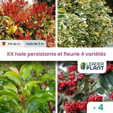 Kit Arbustes Persistant, Rustique Et Fleuri - 4 Variétées -4 Plantes En Pot De 4L 1 Kit Arbustes Persistant, Rustique Et Fleuri - 4 Variétées -4 Plantes En Pot De 4L
